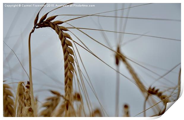  Grain of wheat Print by Carmel Fiorentini