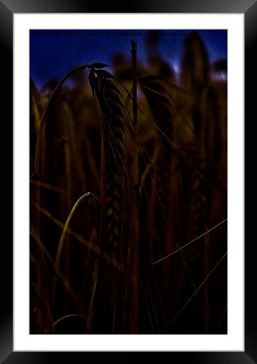  Midnight Wheat field Framed Mounted Print by Carmel Fiorentini