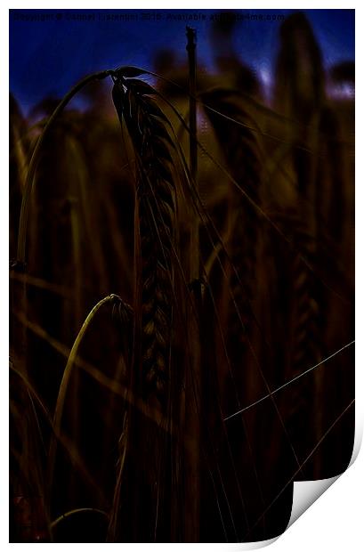  Midnight Wheat field Print by Carmel Fiorentini