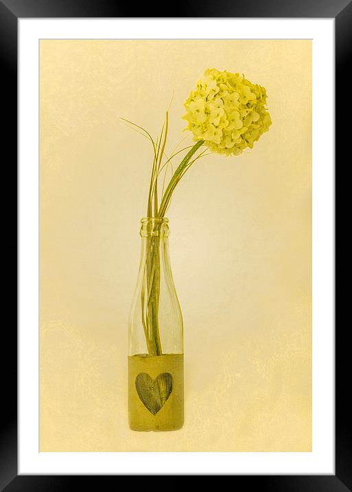  Yellow Flower Framed Mounted Print by David Martin