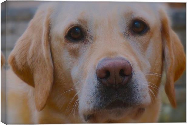  Susie the five year old Labrador Canvas Print by Sue Bottomley