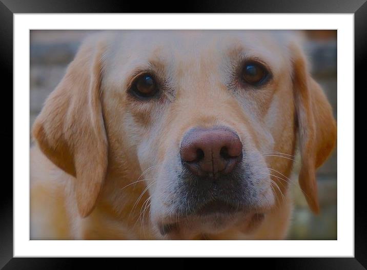  Susie the five year old Labrador Framed Mounted Print by Sue Bottomley