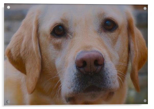  Susie the five year old Labrador Acrylic by Sue Bottomley