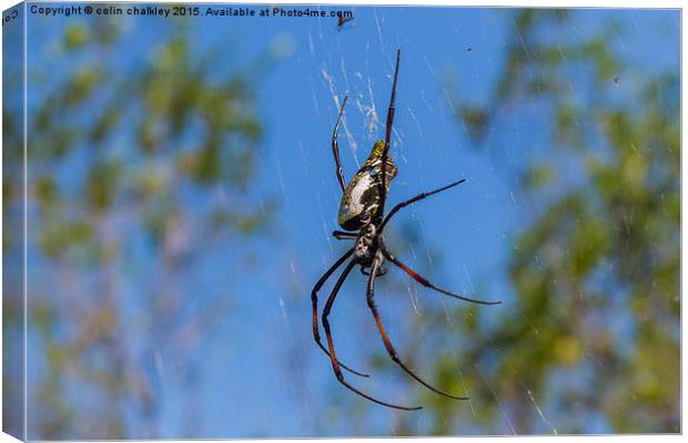  Female Golden Orb Spider Canvas Print by colin chalkley