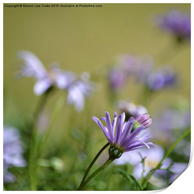  Little purple petals Print by Sharon Lisa Clarke