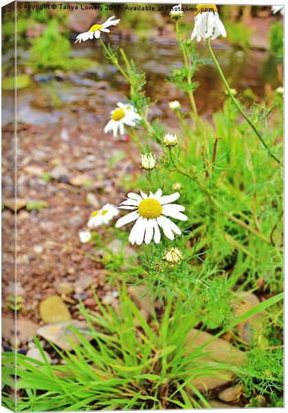 wild aster by the river Canvas Print by Tanya Lowery