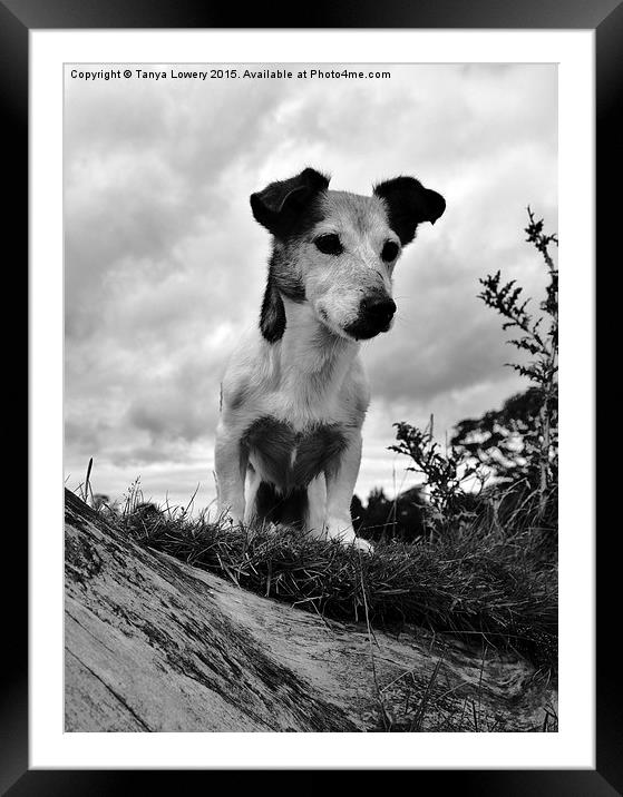  Jack Russell  Framed Mounted Print by Tanya Lowery