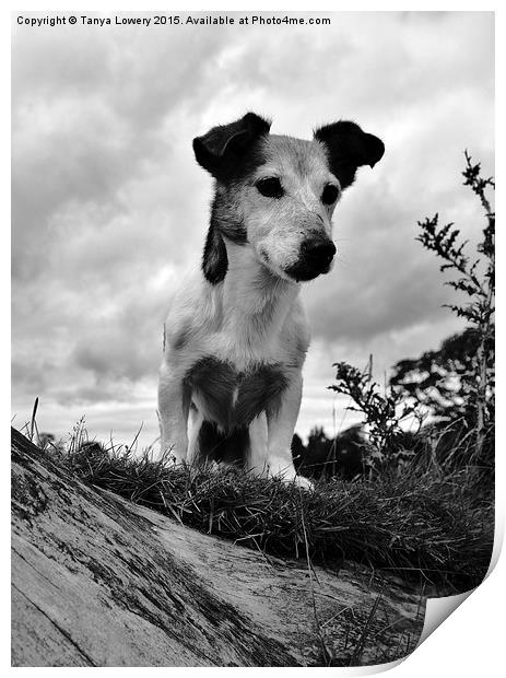  Jack Russell  Print by Tanya Lowery