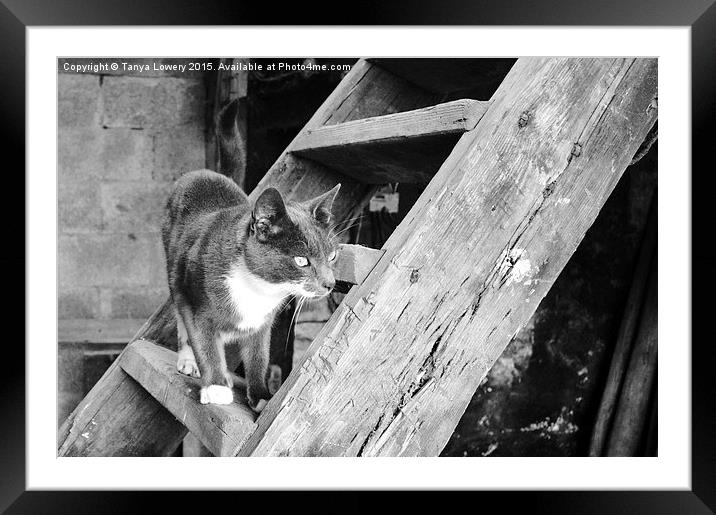  cat on a ladder Framed Mounted Print by Tanya Lowery