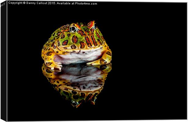  Argentine horned frog Canvas Print by Danny Callcut