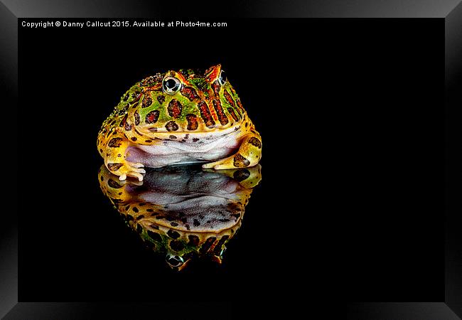  Argentine horned frog Framed Print by Danny Callcut