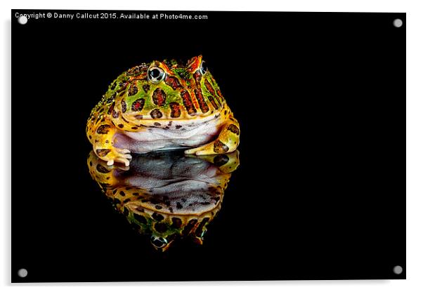  Argentine horned frog Acrylic by Danny Callcut