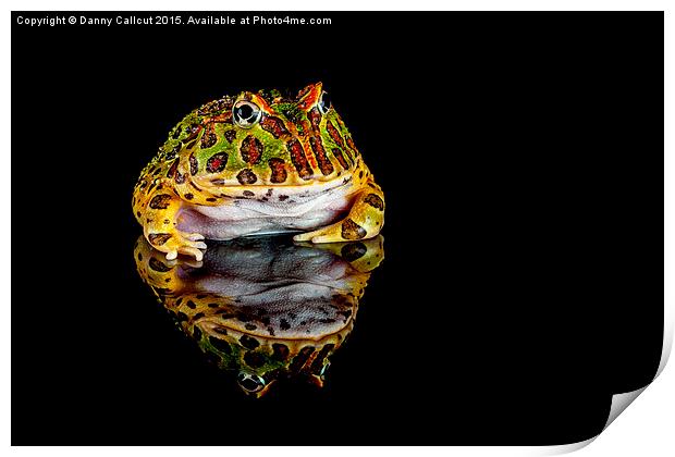  Argentine horned frog Print by Danny Callcut