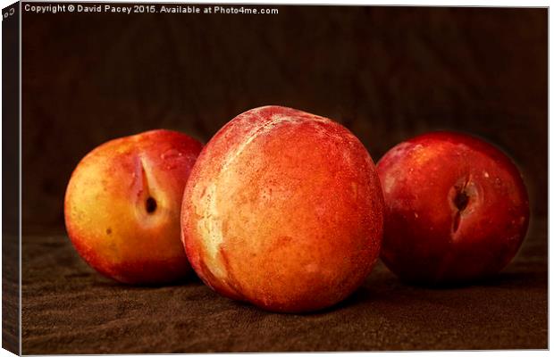  Plums Canvas Print by David Pacey