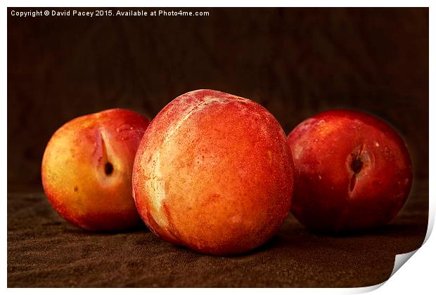  Plums Print by David Pacey