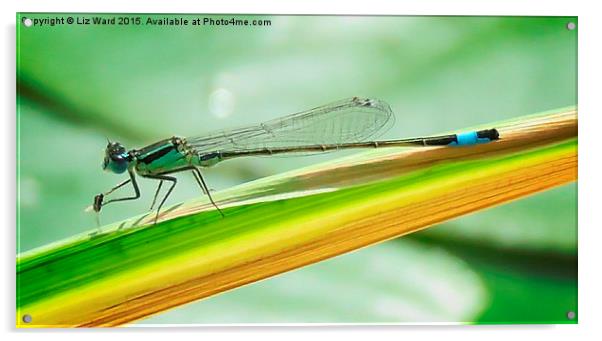 Damselfly   Acrylic by Liz Ward