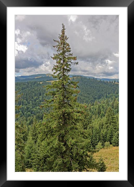 fir tree with cones Framed Mounted Print by Adrian Bud