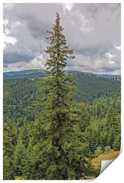 fir tree with cones Print by Adrian Bud