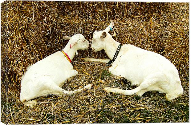 Two Goats Canvas Print by Chris Day