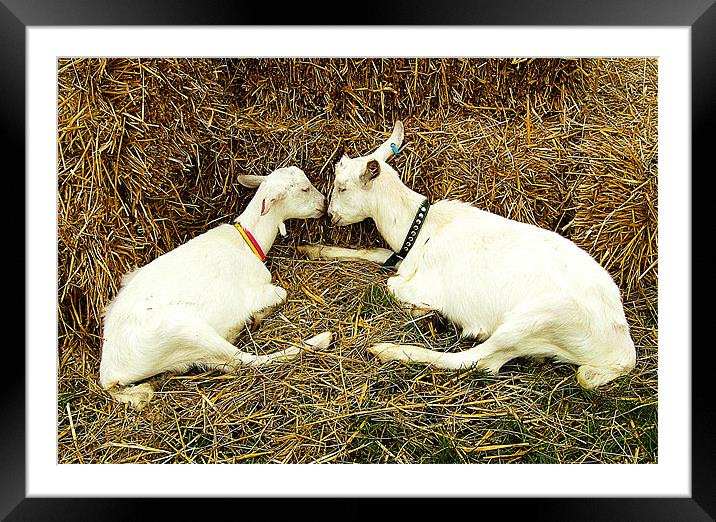 Two Goats Framed Mounted Print by Chris Day