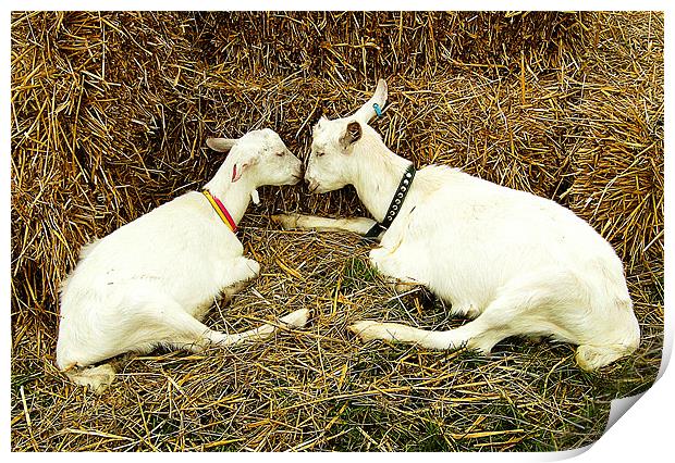 Two Goats Print by Chris Day