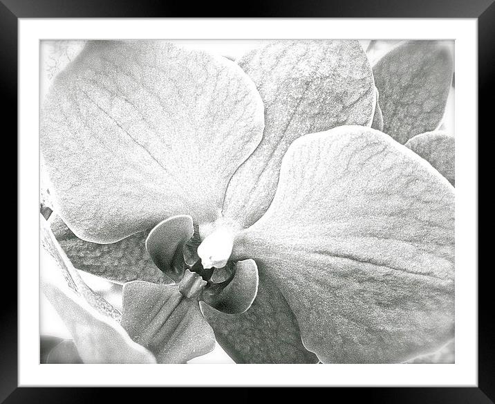 Black and White Orchid Flower  Framed Mounted Print by Sue Bottomley