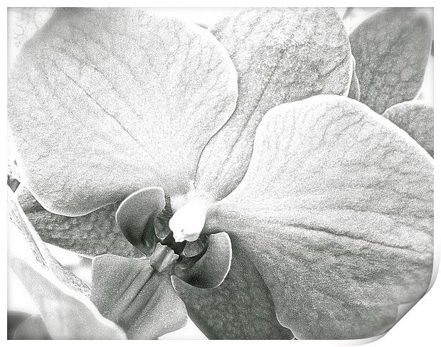 Black and White Orchid Flower  Print by Sue Bottomley