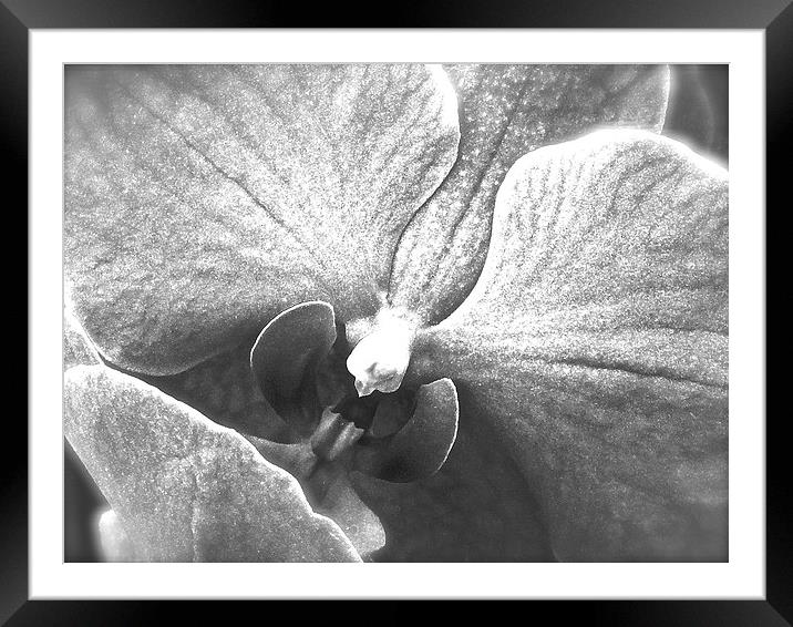 Black and White Orchid Flower  Framed Mounted Print by Sue Bottomley