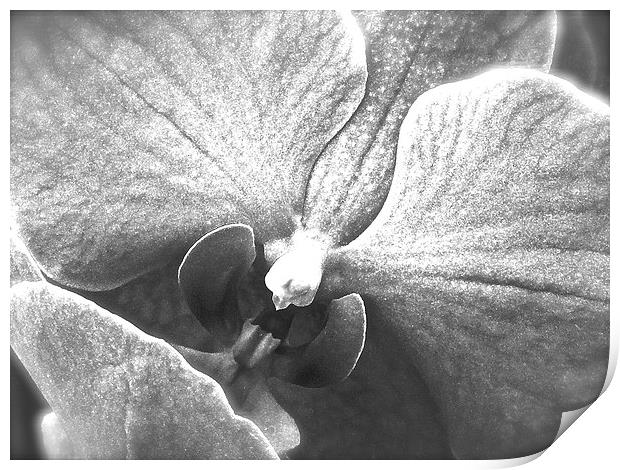 Black and White Orchid Flower  Print by Sue Bottomley