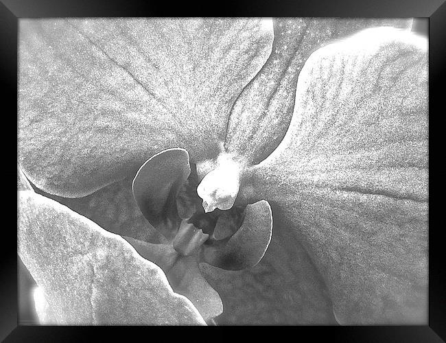  Black and White Orchid Flower close up Framed Print by Sue Bottomley