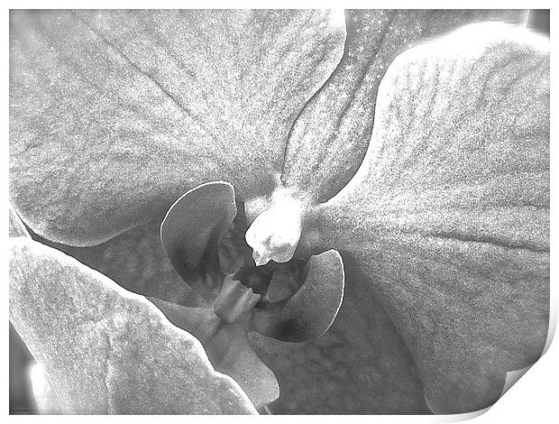  Black and White Orchid Flower close up Print by Sue Bottomley
