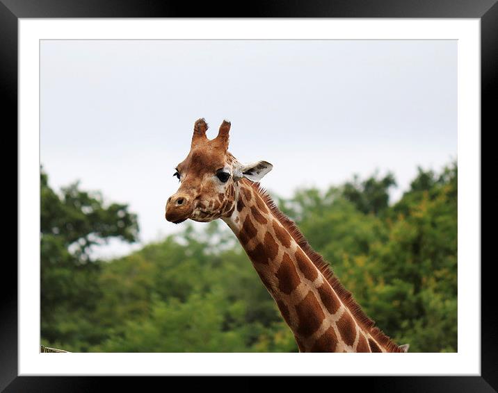  Curious Giraffe  Framed Mounted Print by Kieron Butler