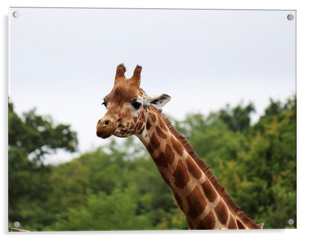  Curious Giraffe  Acrylic by Kieron Butler