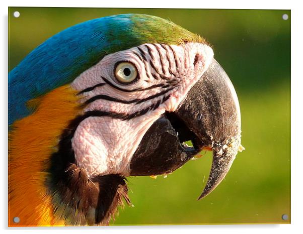  Parrot in Brazil Acrylic by Elena Breeze