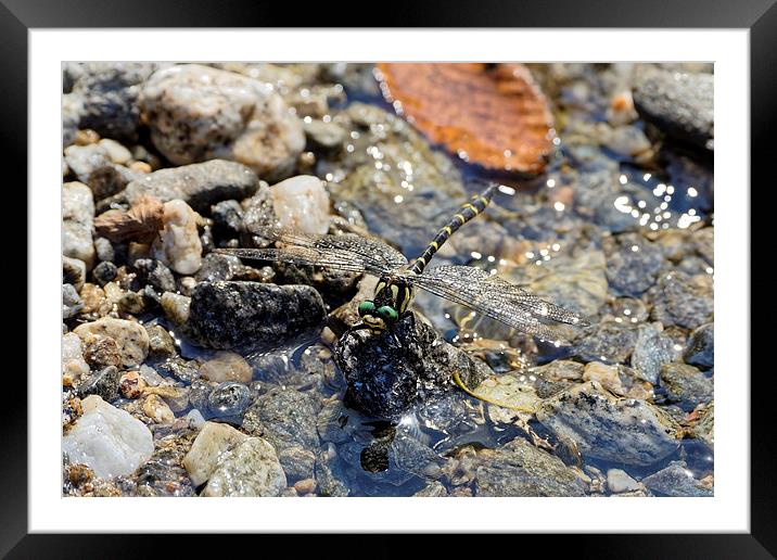 Dragonfly landing on water Framed Mounted Print by Adrian Bud