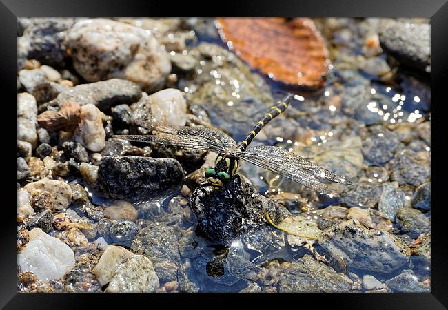 Dragonfly landing on water Framed Print by Adrian Bud