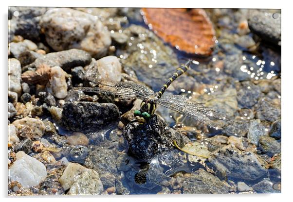 Dragonfly landing on water Acrylic by Adrian Bud