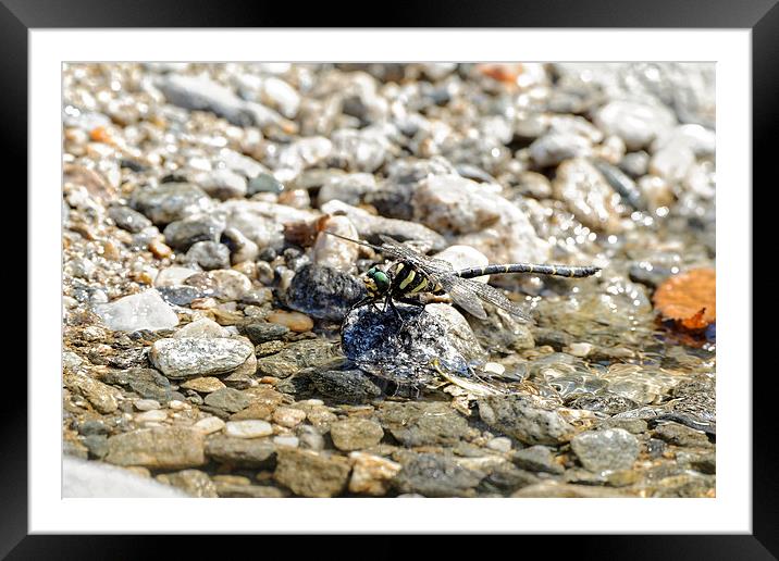 Dragonfly resting Framed Mounted Print by Adrian Bud
