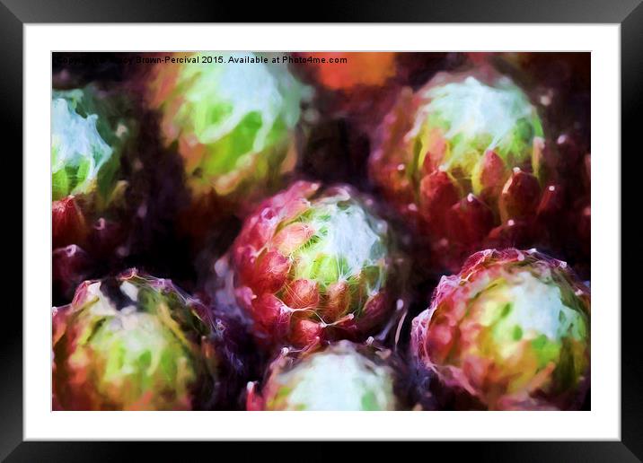  Cactus Heads Framed Mounted Print by Tracy Brown-Percival