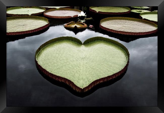  Heart Shaped Lily Pad Framed Print by Tom and Dawn Gari