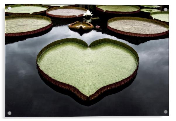  Heart Shaped Lily Pad Acrylic by Tom and Dawn Gari
