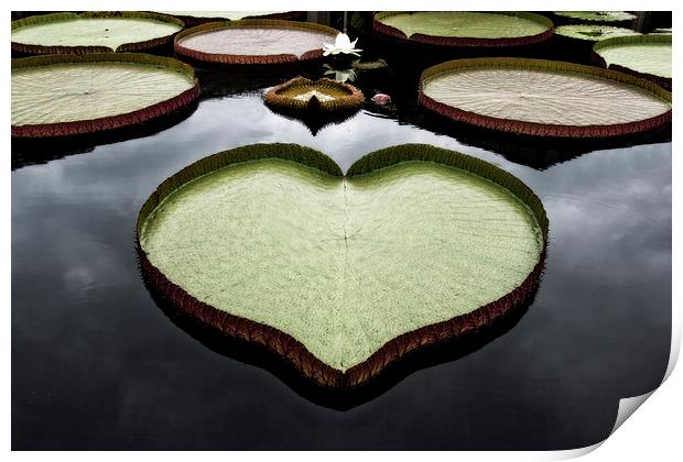  Heart Shaped Lily Pad Print by Tom and Dawn Gari