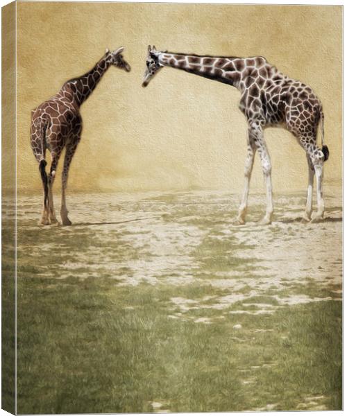  Giraffes Canvas Print by Tom and Dawn Gari