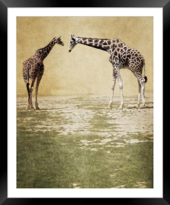  Giraffes Framed Mounted Print by Tom and Dawn Gari