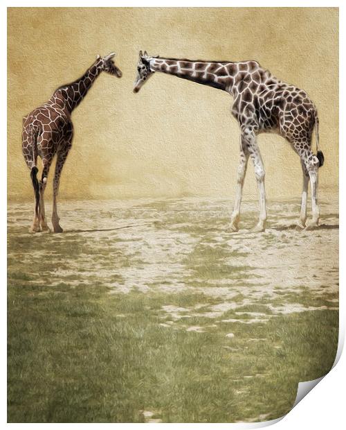  Giraffes Print by Tom and Dawn Gari