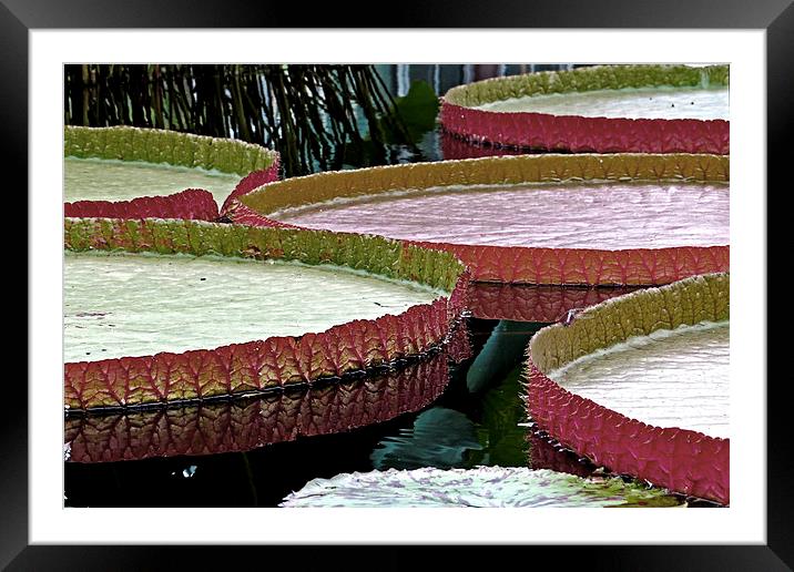 Giant Amazon Lily Pads  Framed Mounted Print by Tom and Dawn Gari