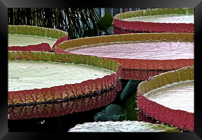 Giant Amazon Lily Pads  Framed Print by Tom and Dawn Gari