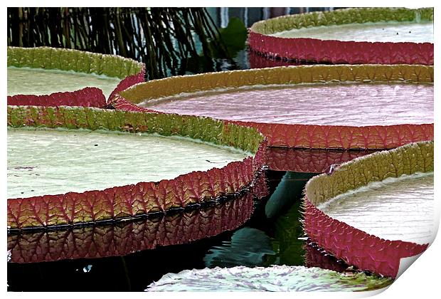 Giant Amazon Lily Pads  Print by Tom and Dawn Gari