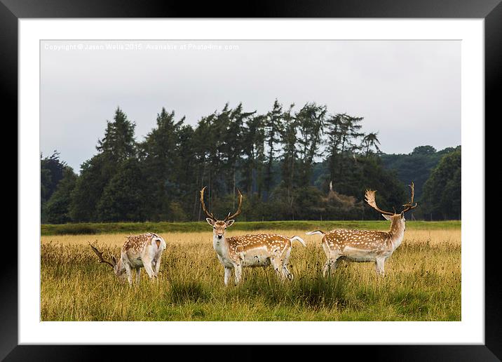 Trio of deer Framed Mounted Print by Jason Wells
