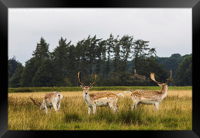 Trio of deer Framed Print by Jason Wells